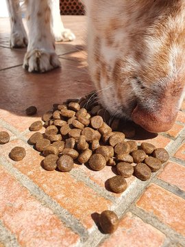 Cane che mangia le crocchette