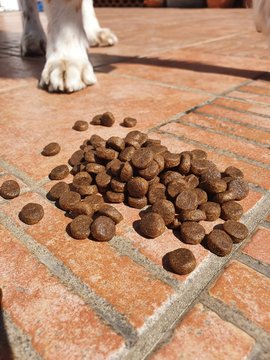 Cane che osserva le crocchette
