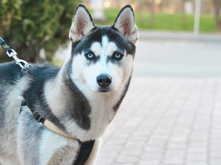 husky with blue eyes looks at the camera