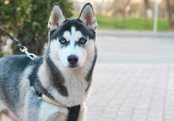 husky with blue eyes looks at the camera