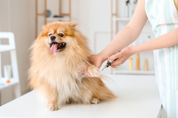 Female groomer trimming dog's claws in salon