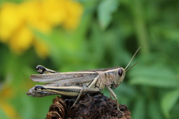 grasshopper on a piece of wood