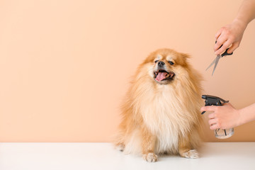 Female groomer taking care of cute dog in salon