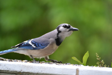 Blue Jay about to take off.