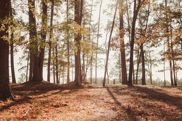 autumn in the forest