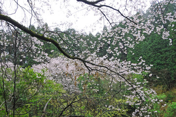 桜　鹿児島県出水市高川ダム湖のさくら