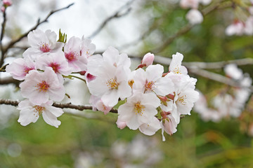桜　鹿児島県出水市高川ダム湖のさくら