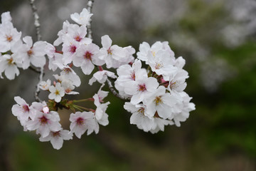 桜　鹿児島県出水市高川ダム湖のさくら