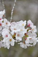 桜　鹿児島県出水市高川ダム湖のさくら
