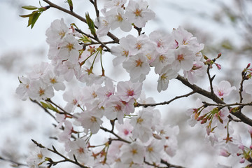 桜　鹿児島県出水市高川ダム湖のさくら
