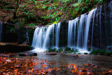 Autumn forest floor and waterfall in Japan