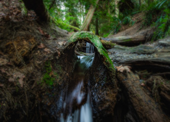 Tree Tunnel Steam in Seattle Washington Forest