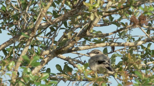 Cute loggerhead shrike baby bird in a tree in Orlando Florida