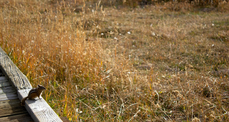 Chipmunk sitting on boardwalk in Yellowstone National Park