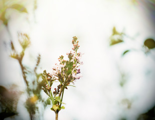 Low angle view defocused background with focus on Syringa vulgaris violet plant spring scene