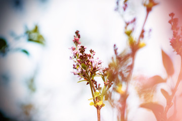 Low angle view defocused background with focus on Syringa vulgaris violet plant spring scene