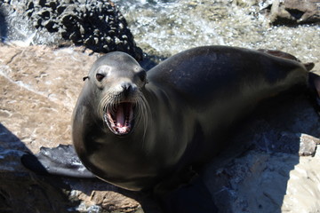 sea lion on the beach