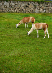 Obraz na płótnie Canvas Two llamas eating in a field near Machu Picchu in Peru