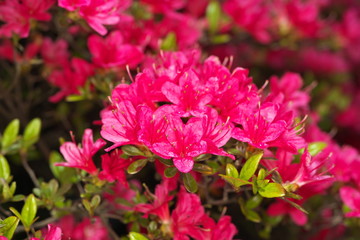 Tokyo,Japan-April 23, 2020: Azalea or Rhododendron in full bloom in spring
