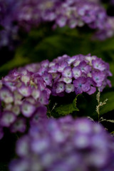 紫陽花の花