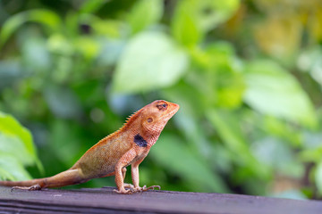Garden Asian lizard in sunlight with bokeh background. Сlose up macro wildlife concept. Selective focus Space for text