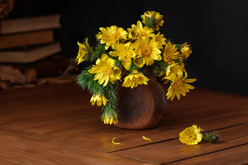 Yellow adonis flowers, beautiful bouquet in a clay pot on a wooden table