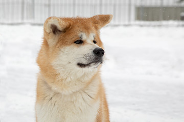 Japanese dog Akita Inu on a walk on a snowy day