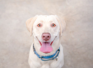 Close up frontal view of happy yellow lab against blending color background
