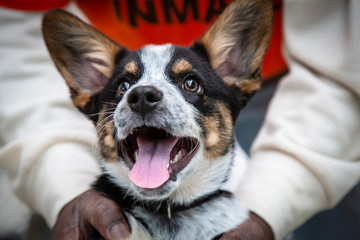 Close up partial frontal view of happy black and tan Pembroke Welsh Corgi between a person's arms
