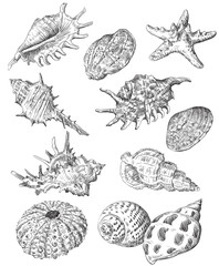 Hand drawing seashells set 3