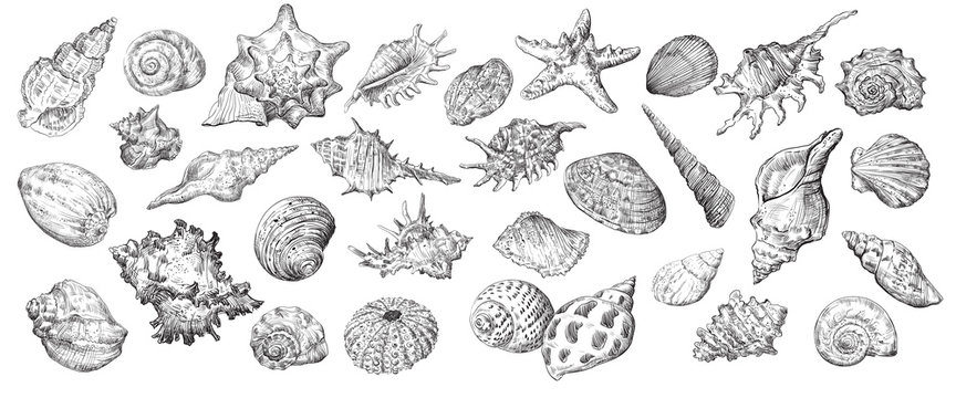 Hand drawing seashells set long