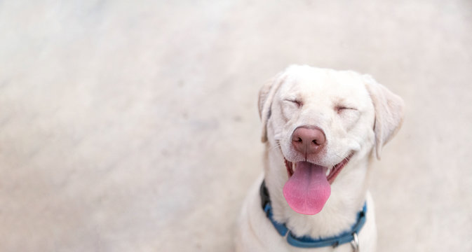 Close Up 3/4 Frontal View Of Happy Yellow Lab Against Blending Color Background
