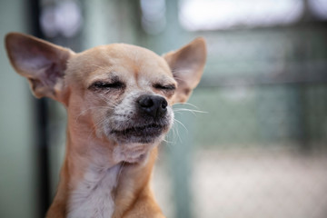 Partial view, neck up, of tan and white Chihuahua, eyes closed, dog shelter fencing in background
