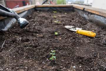 Grow bed with some things on it