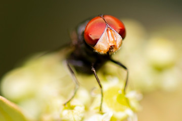 Blue-bottle Blowfly also known as Calliphora vomitoria