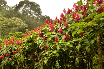 Obraz premium red and yellow flowers