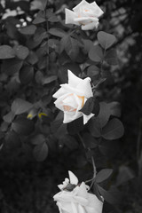 Retro look of white rose flowers on a gray background from rose leaves