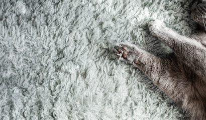 woolly grey paws of a British cat with brown pads on a soft blue-grey carpet with a large pile