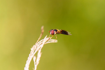 Grey-banded Hover Fly also known as Episyrphus