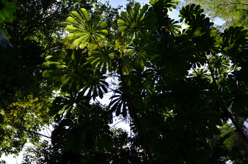 green palm leaf