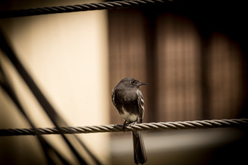 aves libres