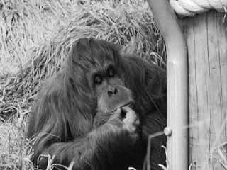 orangutan eating food
