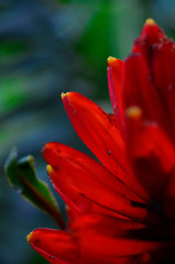 Fototapeta premium red tropical plant