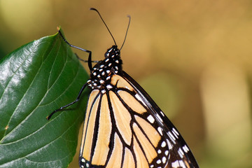 Wonderer Butterfly also known as Danaus plexippus.
