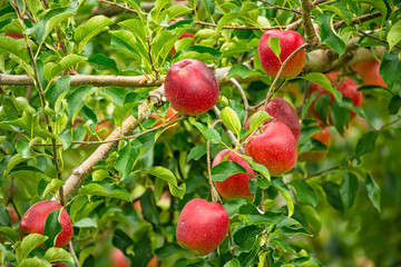 リンゴの木と実ったリンゴ