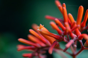 Obraz premium red and yellow flower