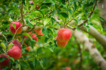 リンゴの木と実ったリンゴ