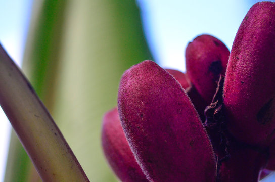 Purple Banana Plant