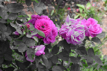 Bouquet of bright pink and blooming rose flowers in gray leaves. Blurred background