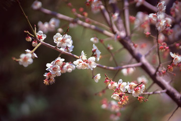 Cherry blossoms